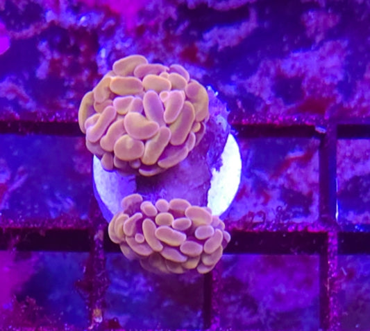 WYSIWYG Rose and Gold Branching Hammer coral