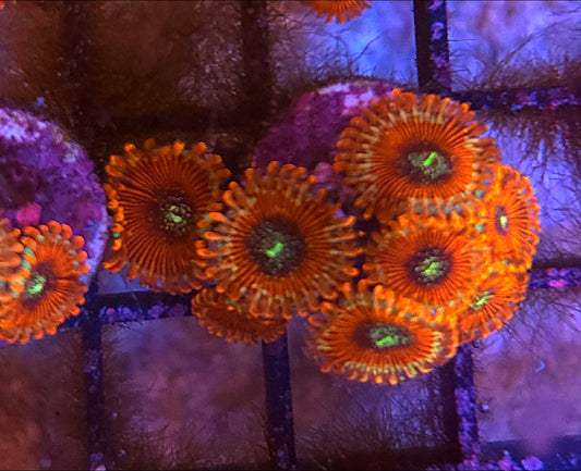 WYSIWYG Hawaiian People Eater Palys - Shipwreck Cove Corals