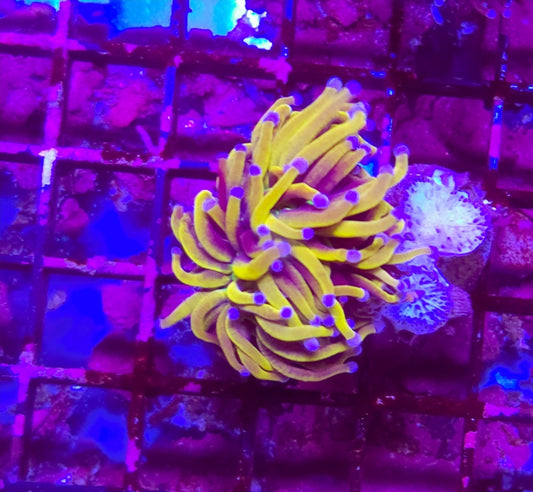 WYSIWYG 1 Head 24k Gold Torch Coral