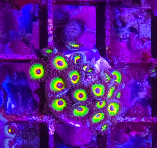 WYSIWYG Rasta Zoa coral mini colony