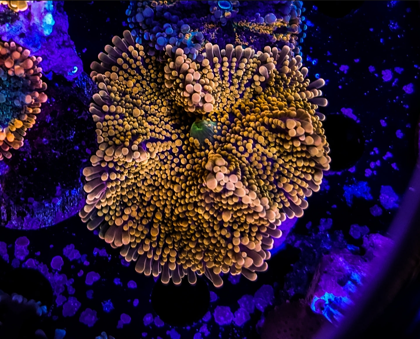 WYSIWYG Golden Yuma Coral