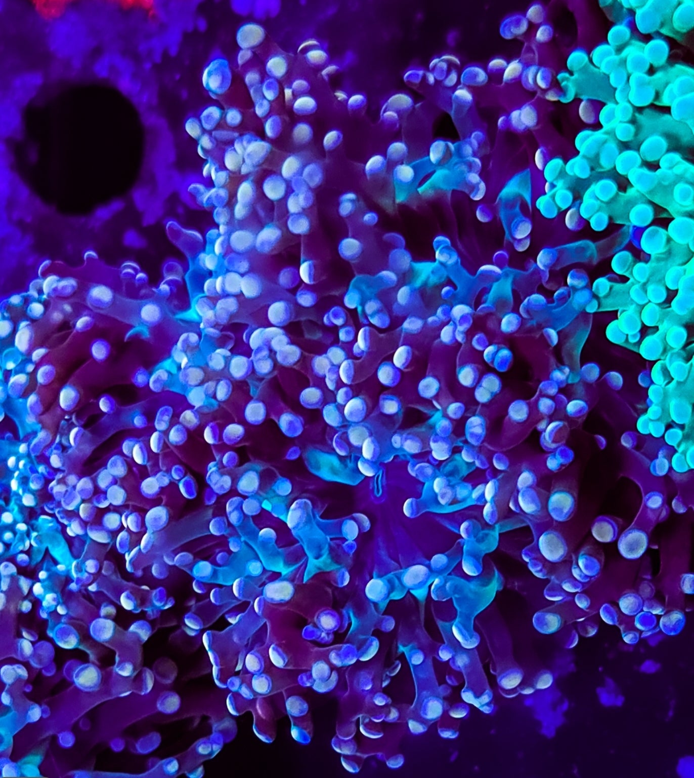 WYSIWYG 2 heads Red Octospawn coral