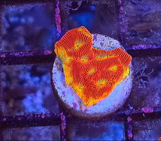 WYSIWYG SCC Ring Of Fire Favia Coral