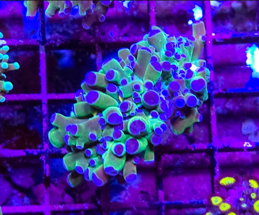 WYSIWYG Frogspawn coral