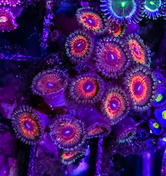 WYSIWYG SCC Rainbow Fusion zoa coral frag