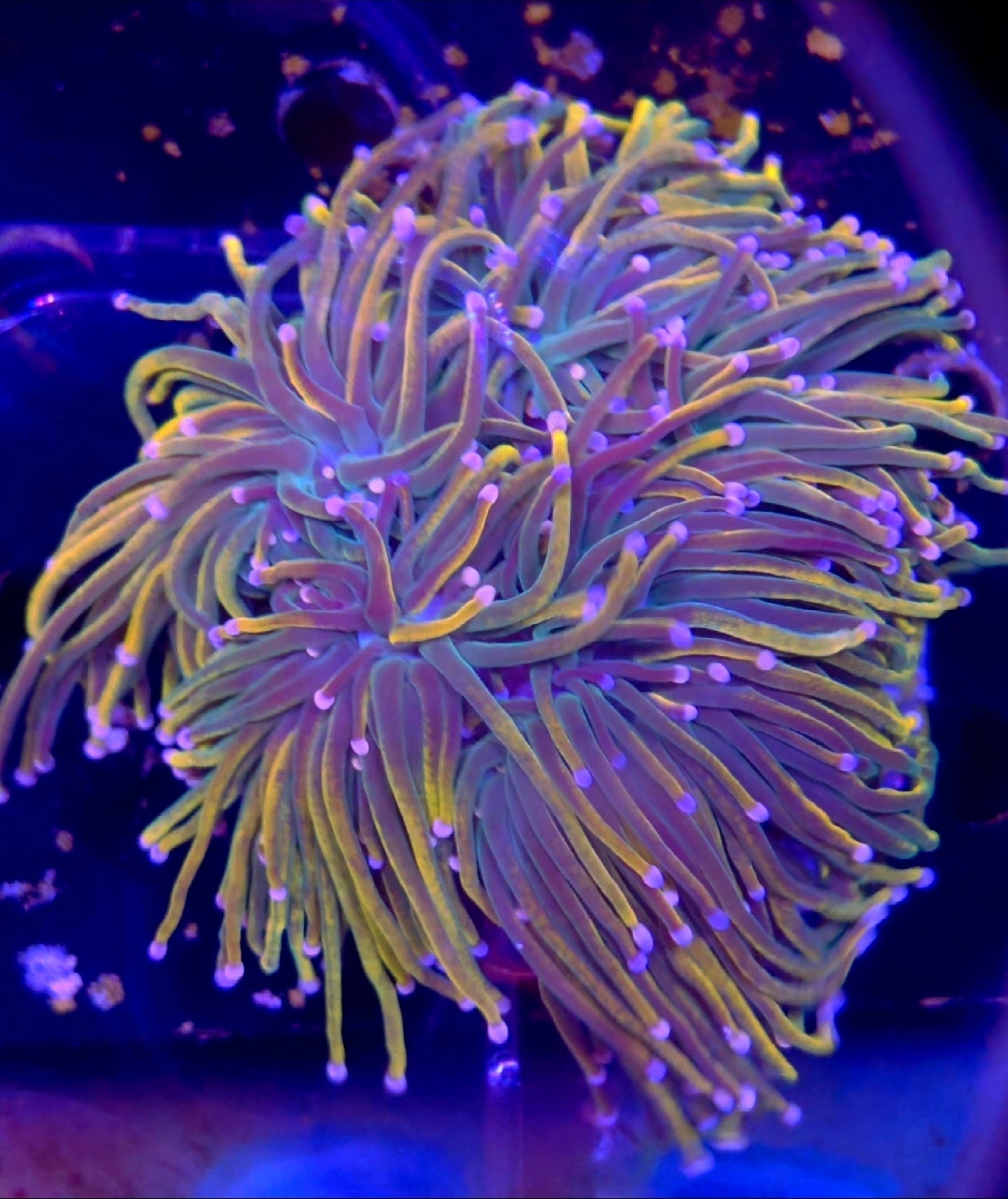 Rapunzel Holy Grail Torch Coral 1 head - Shipwreck Cove Corals