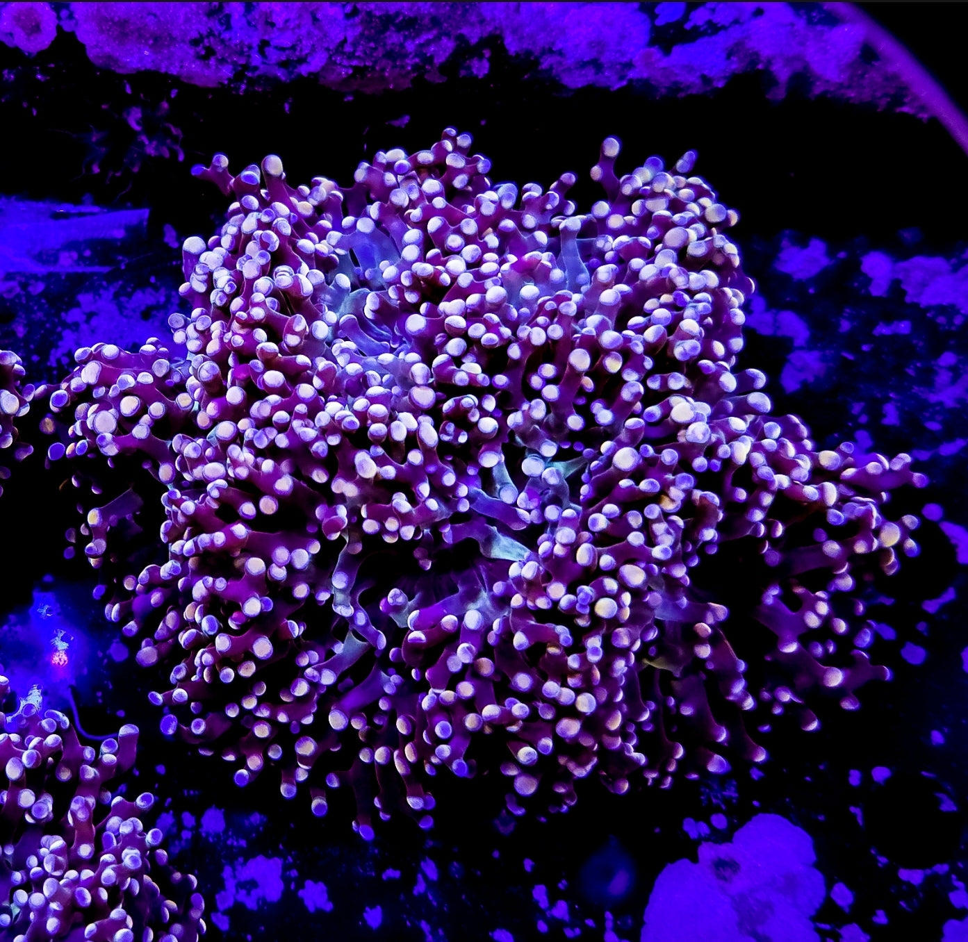 WYSIWYG 3 heads Red Ocotospawn coral