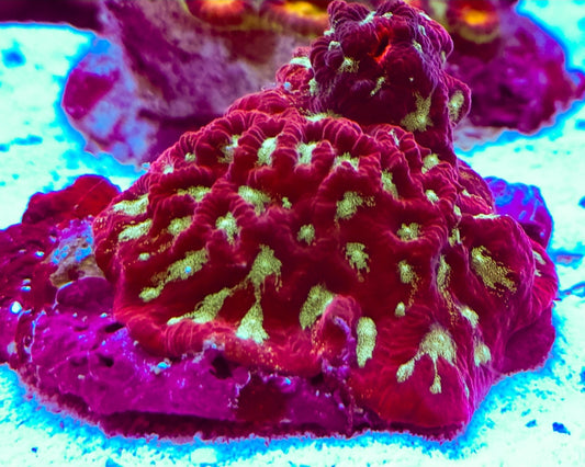 WYSIWYG Ultra Red+Green Favia coral Medium