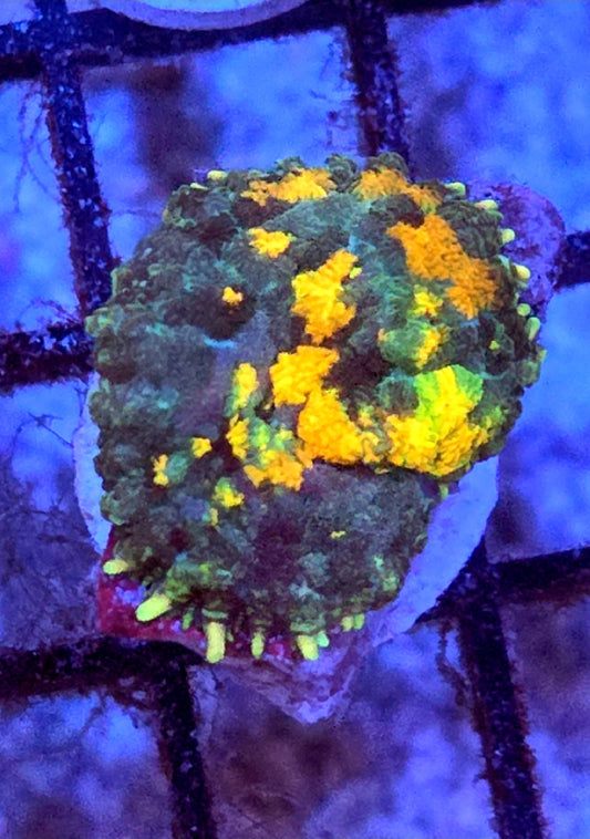 WYSIWYG Sunkist Bounce Mushroom Coral Frag