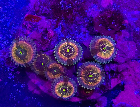 WYSIWYG kaleidoscope palys mini colony