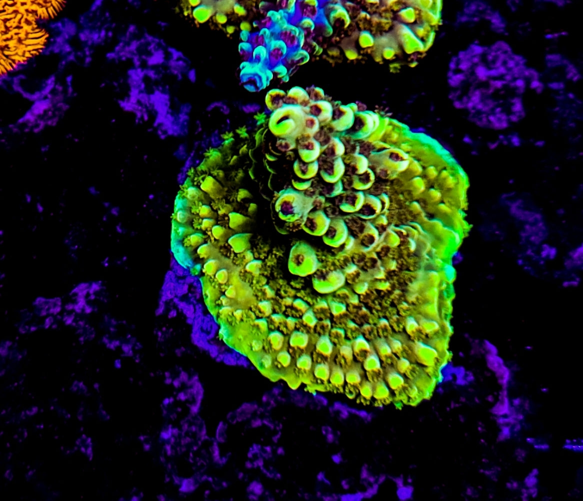 WYSIWYG SCC Pikachu acro coral frag