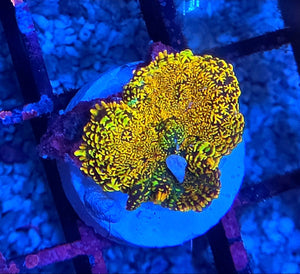 WYSIWYG Sunset Rhodactus Mushroom Coral Frag