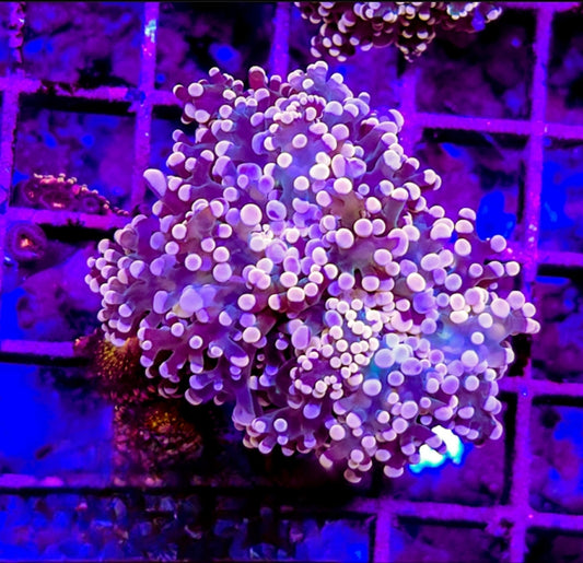 WYSIWYG Red Rum Octospawn coral