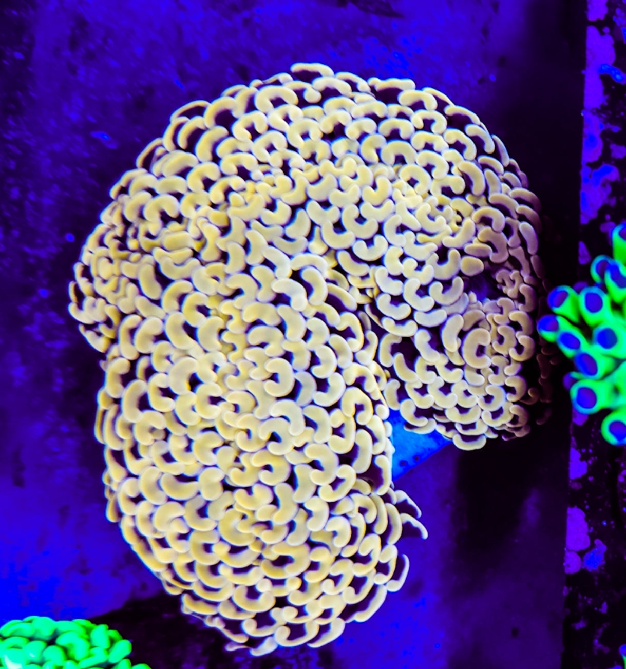WYSIWYG Gold Hammer Wall coral