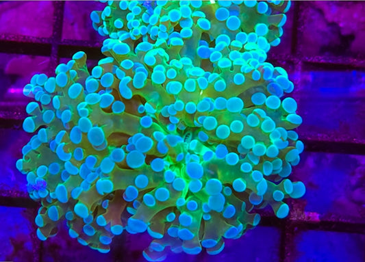 WYSIWYG 2 heads  Bicolor Frogspawn coral