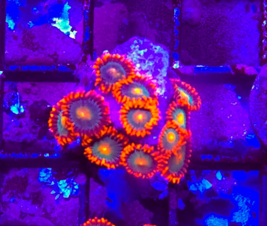 WYSIWYG Gatorade Zoa coral 10+heads