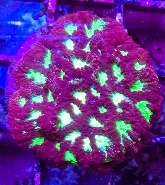 WYSIWYG Red+green Eye Favia coral