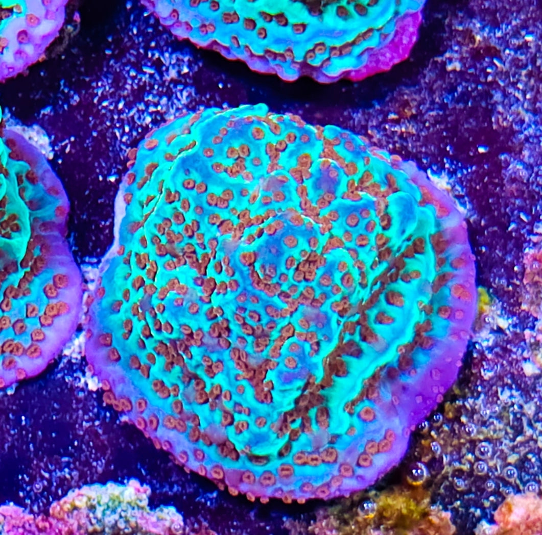 WYSIWYG Jedi Mind Trick monti coral frag
