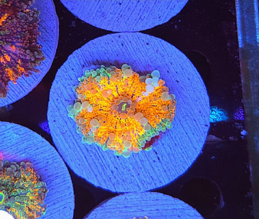 WYSIWYG Ultra Yuma Mushroom #4