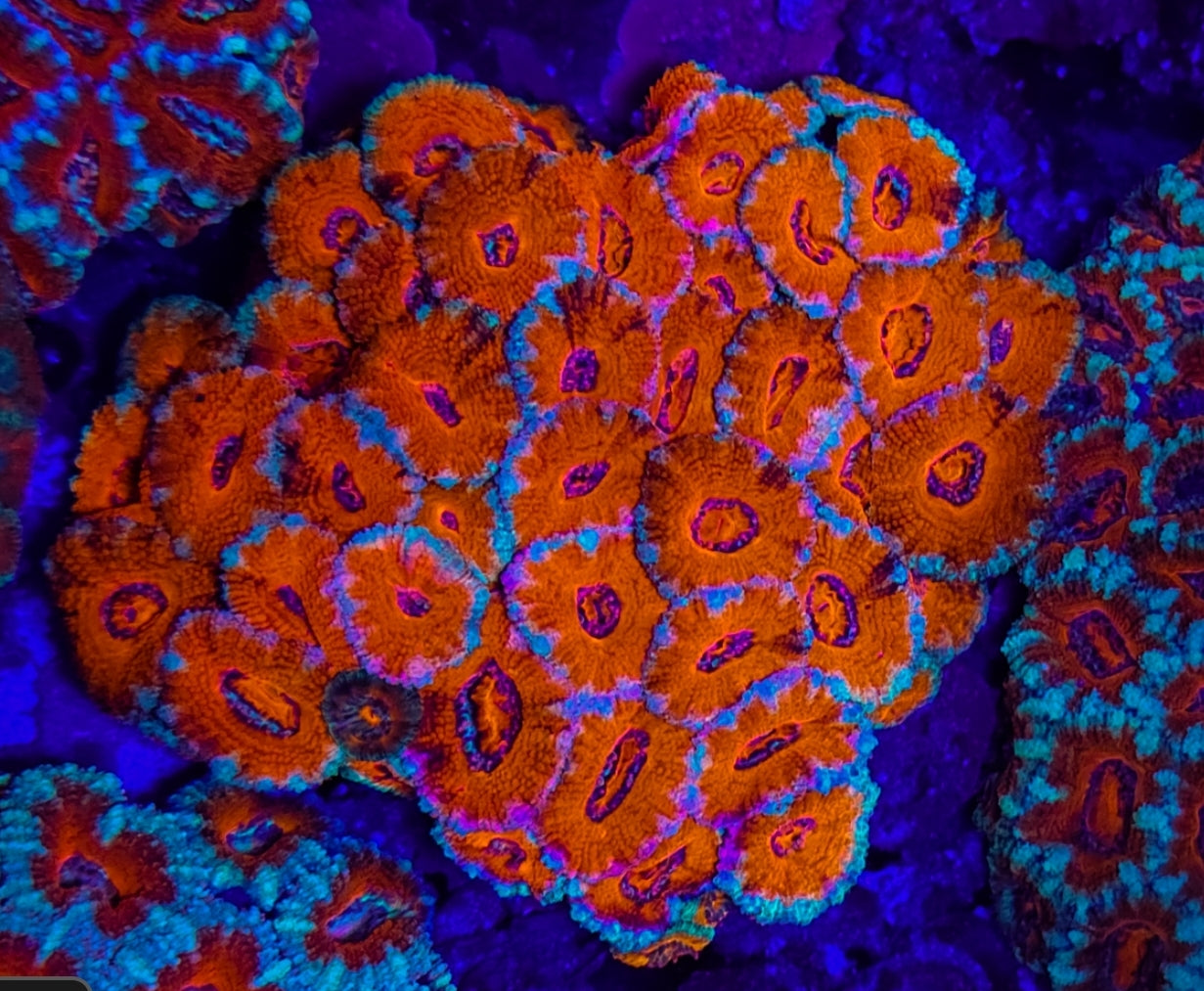 WYSIWYG L/G Tangerine Dream Acan colony coral