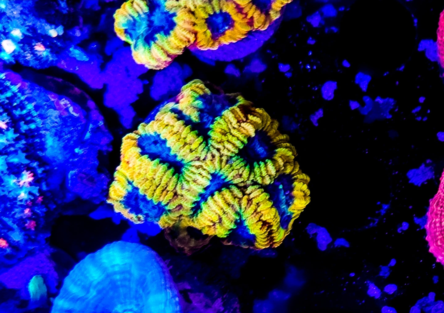 WYSIWYG JF Yellow Submarine Favia coral