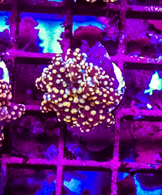 WYSIWYG Red Rum Octospawn coral