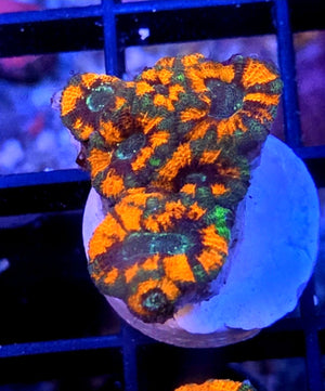 WYSIWYG SCC Tony The Tiger Acan Coral Frag 7 Heads