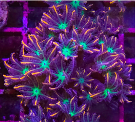WYSIWYG Firework Clove Polyps coral frag