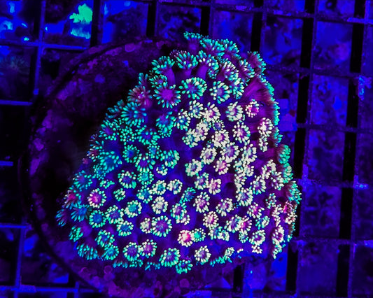 WYSIWYG L/g Rainbow Goniopora coral colony