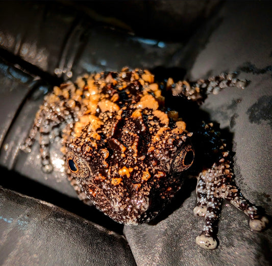 CB Lava Mossy Tree Frog