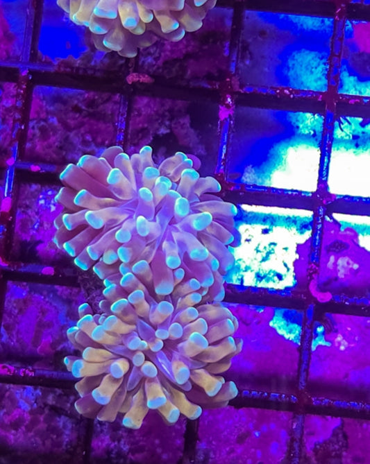 WYSIWYG 2 heads Hologram Hammer coral