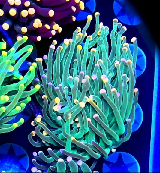 WYSIWYG Bubblegum Torch Coral 2 Heads