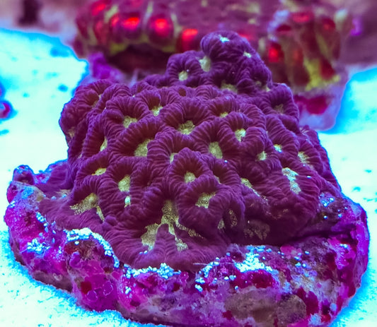 WYSIWYG Purple+Green Eye Favia coral