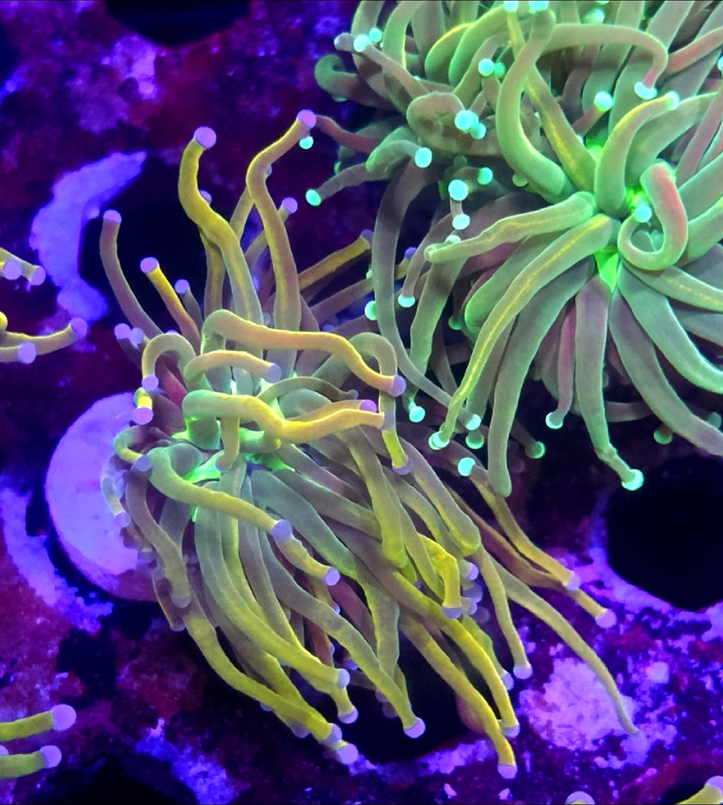 WYSIWYG Rapunzel HG Torch Coral