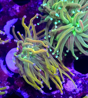 WYSIWYG Rapunzel HG Torch Coral