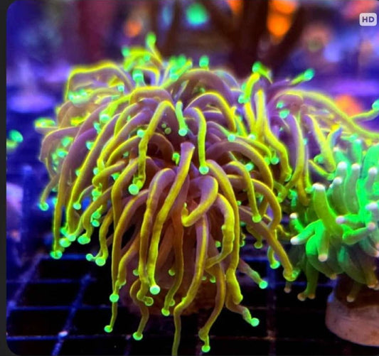 WYSIWYG Ultra Gold Indo Torch Coral - Shipwreck Cove Corals