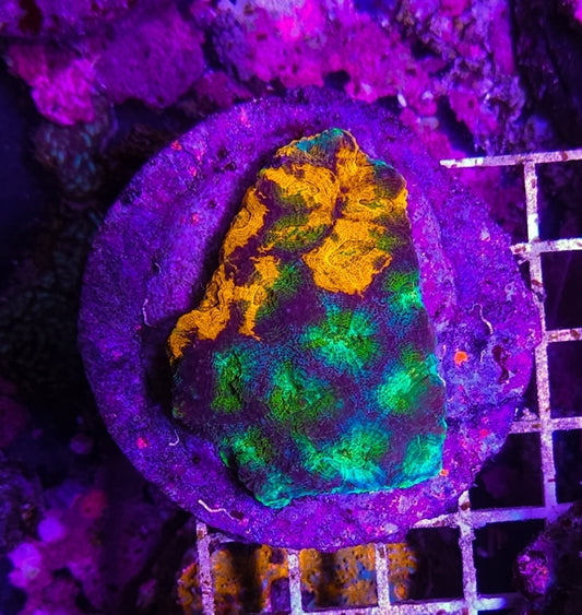 WYSIWYG Ultra Acan Echinata coral