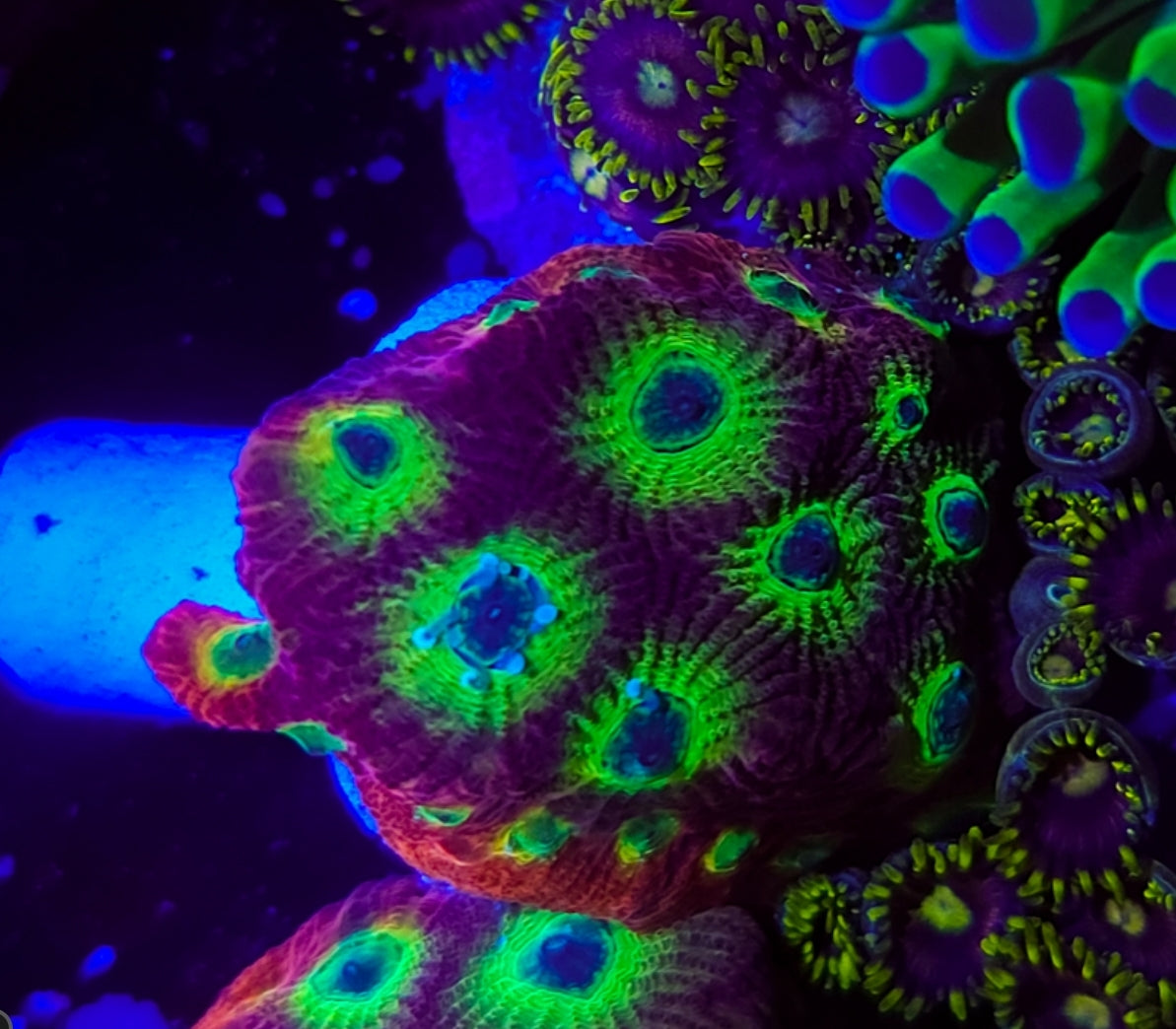 WYSIWYG SCC kaleidoscope Favia coral