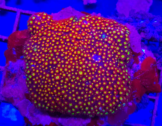 WYSIWYG Ultra Red+Yellow Goni coral