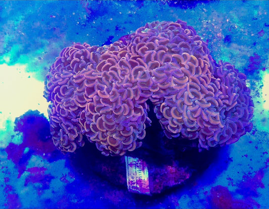 WYSIWYG Rainbow Wall Hammer coral - Shipwreck Cove Corals
