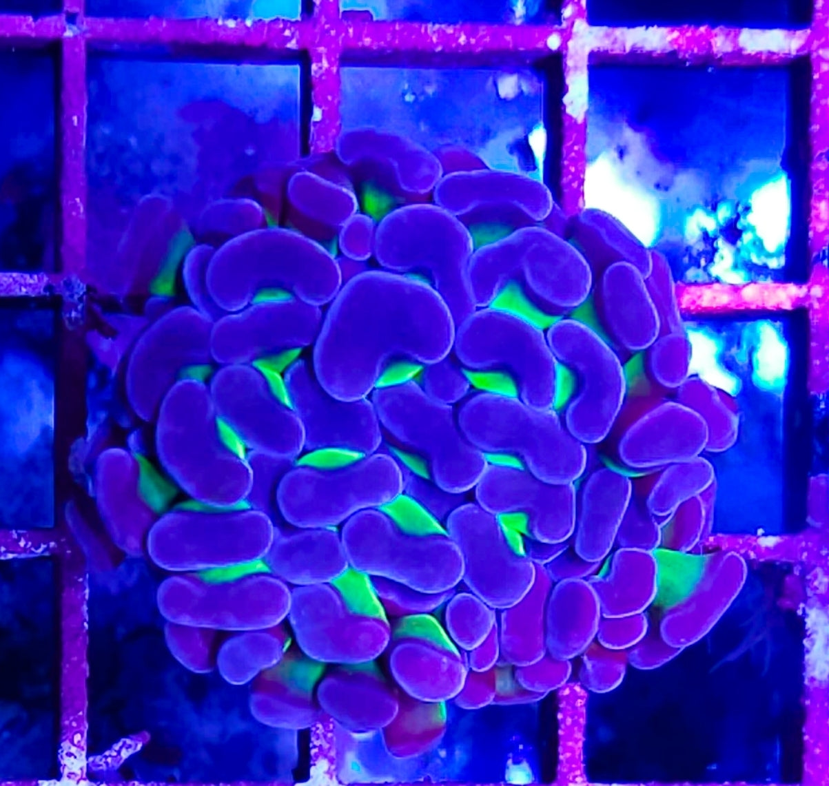 WYSIWYG Bicolor Hammer coral new
