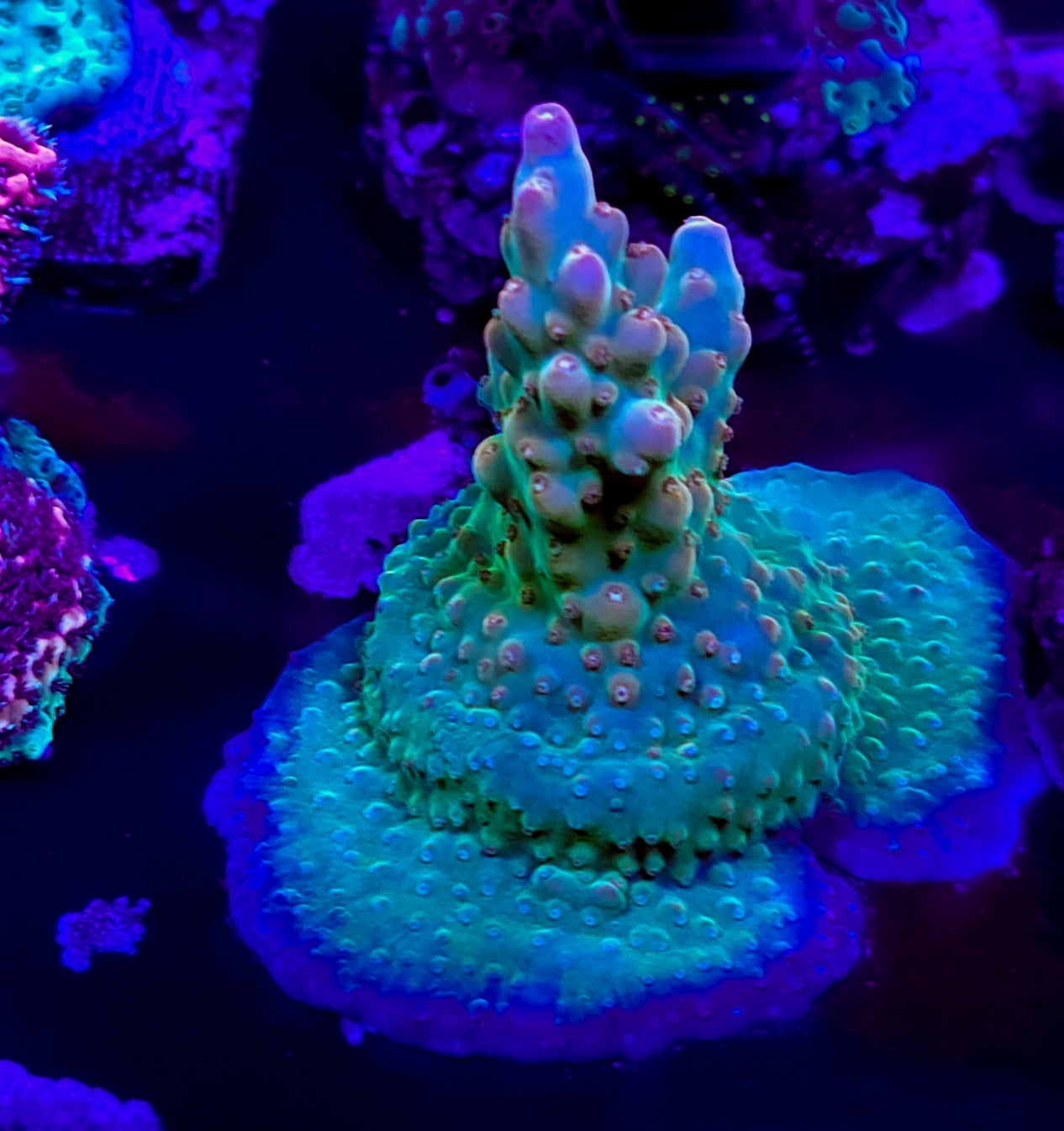 WYSIWYG SCC Acid Trip acro coral