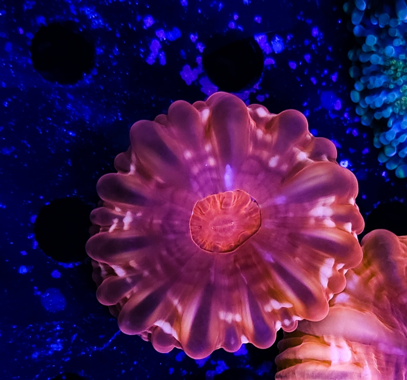 WYSIWYG Red Cynarina coral