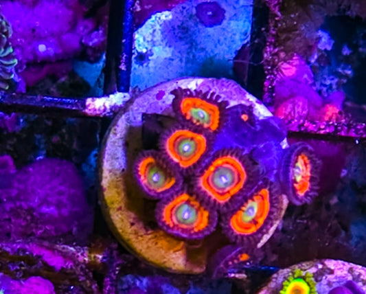 WYSIWYG SCC kaleidescope zoa coral frag
