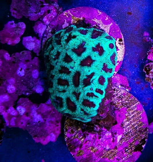 WYSIWYG Green and Red Eye Favia coral