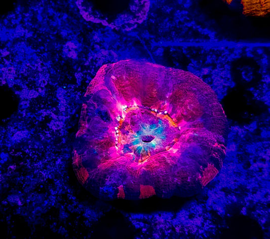 WYSIWYG Ultra Sculy coral