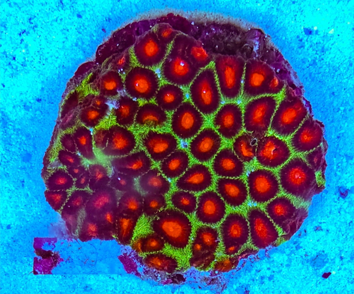 WYSIWYG L/G Red Eye Favia coral