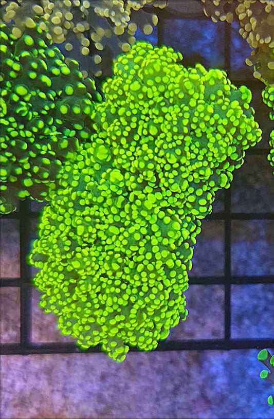 WYSIWYG Green Highlighter Octospawn Coral 2 heads - Shipwreck Cove Corals