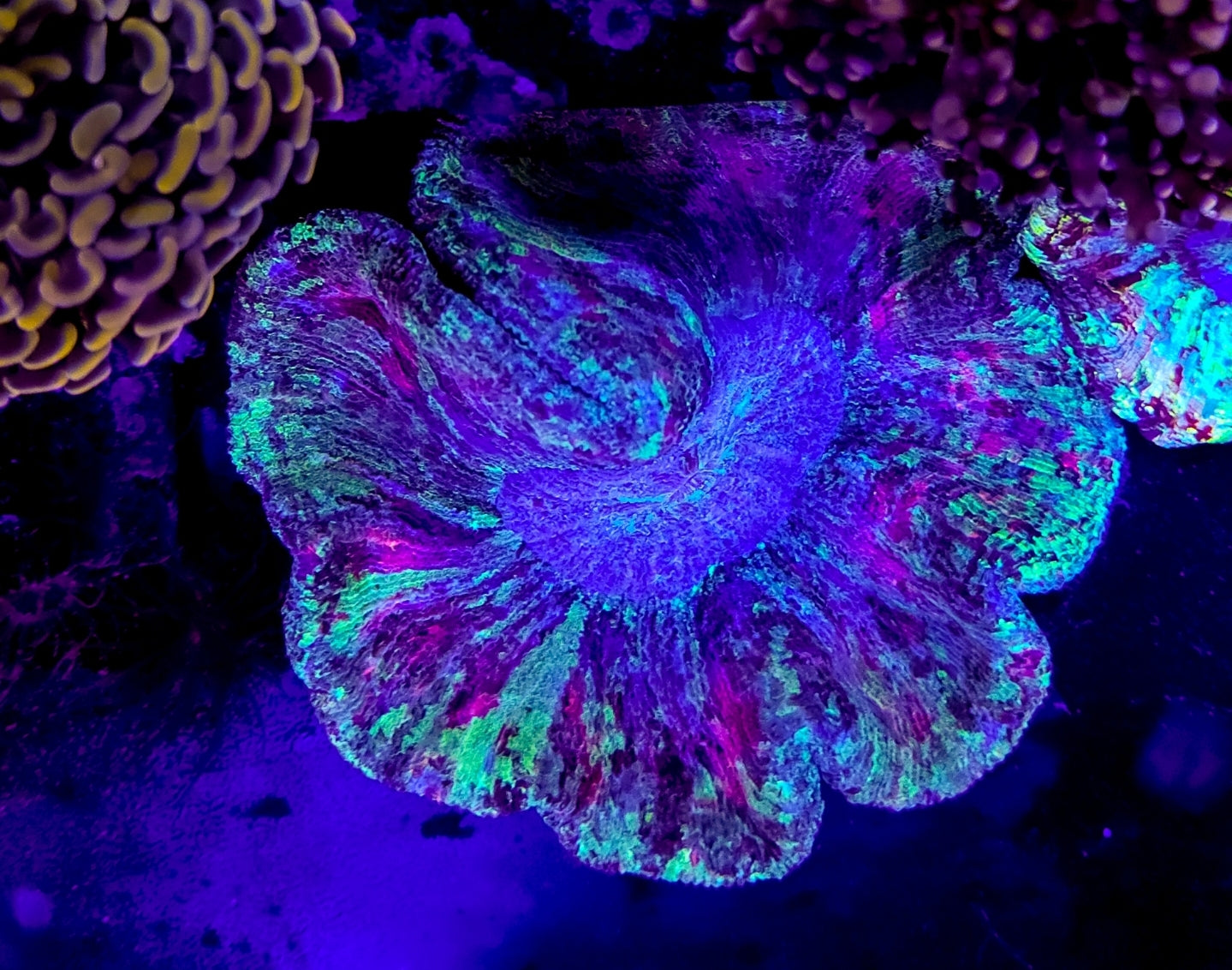 WYSIWYG Splatter open brain coral