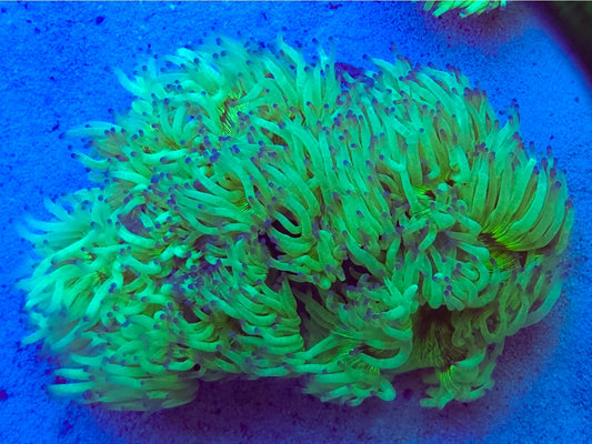 WYSIWYG Ultra Blue tip Elegance coral L/G